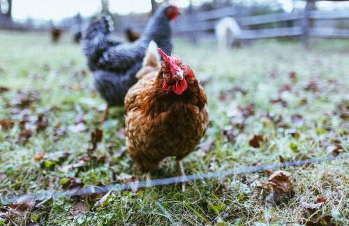Gorgeous Fully Restored Caravan Nestled in the Trees Along Silver Lake for a Unique Vacation in Woodridge, New York - Foto 35