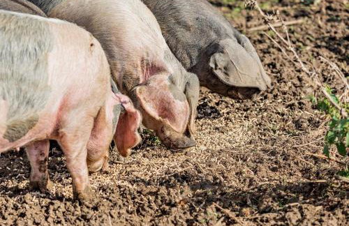 1 Bed in Yeovil oc-poloc - Foto 9