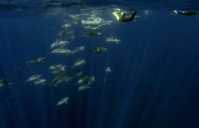 Swimming with Dolphins in Vila Franca do Campo - Photo 7
