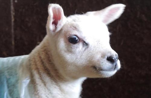 Stay Lambing Live - Photo 21