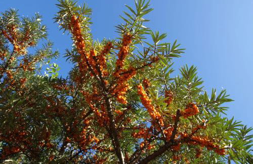 Urlauberdorf 62a - Foto 32