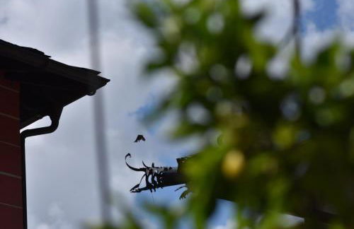 La Rosa al Roseto del Drago - Foto 17