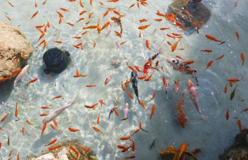 Villa Omega Kefalonia - Foto 33