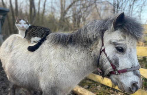 Ferienhaus Napoleon - Foto 32