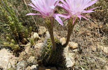 B&B Masia Katmandú - Foto 55