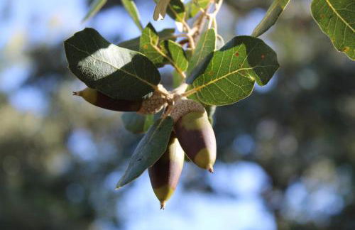 El Castañero Only Adults - Foto 21