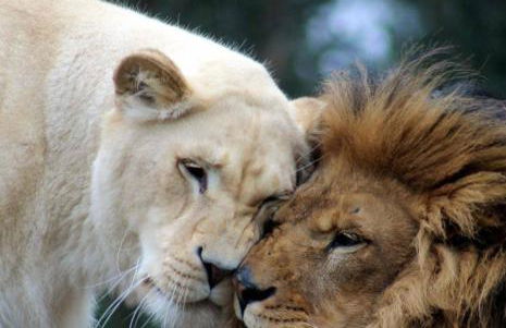 Casa vacanze Villa Tiziana Chalet di campagna - Foto 68