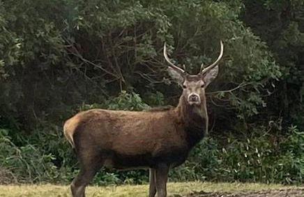 Cottage in Acharacle - Photo 17