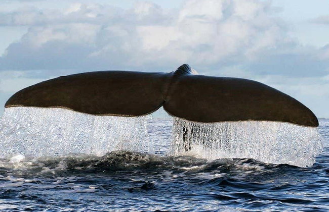Avvistamento di cetacei + Isolotto di Vila Franca - Foto 4