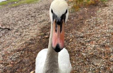 Ben Lomond Lodge - Foto 49