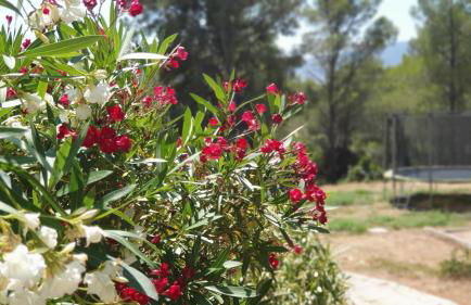 Terres du Baguier - Foto 29