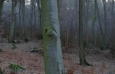 Pilgrims "Franz" großzügige Unterkunft Sauerland - Foto 26