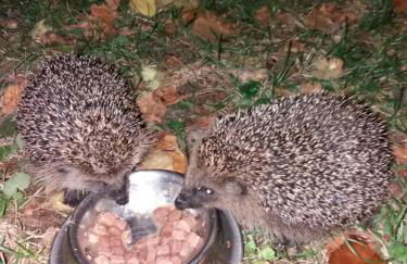 HummelCasa Ferienhaus Bayreuth - Foto 39