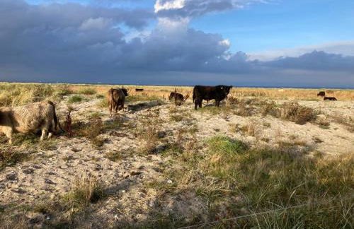 Ferienwohnungen Kapitänskajüte & Ausguck - Foto 26