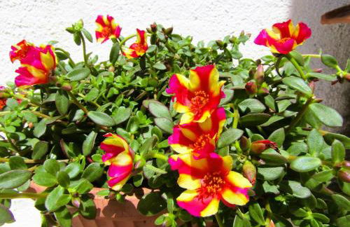 Villa Le Ginestre - Foto 31