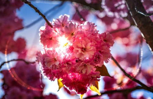 Ferienhaus Kirschblüte - Foto 2