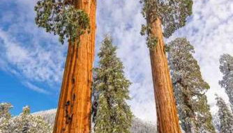 Sweet getaway in private Giant Sequoia Grove! - Foto 3