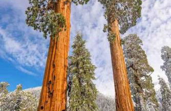 Sweet getaway in private Giant Sequoia Grove! - Foto 3