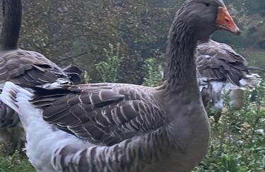 Come una volta farm - Foto 30