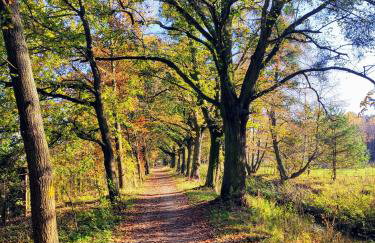 MIODOWA SADYBA Domki całoroczne Kluczbork - Foto 48