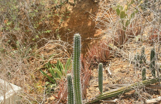 Tour del nord di Bonaire - Foto 8