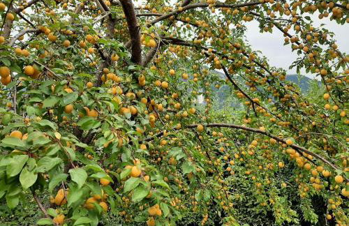 Ferienwohnungen im Griachalgarten - Chiemgau Karte - Foto 50