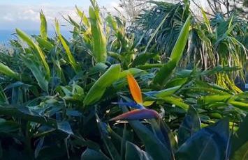 Vila Pilar Mar - Rural Apartment in the Countryside of São Miguel - Photo 7