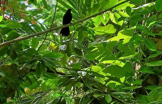 Xanadu Island Resort - Foto 77