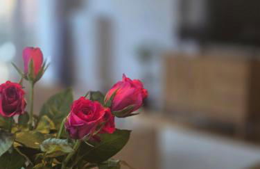 Berges du Léman-cœur de Thonon - Foto 15