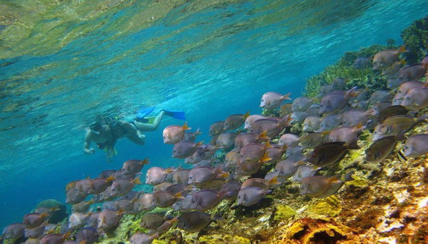 Fauna Coralina Snorkelling Activity - Photo 3