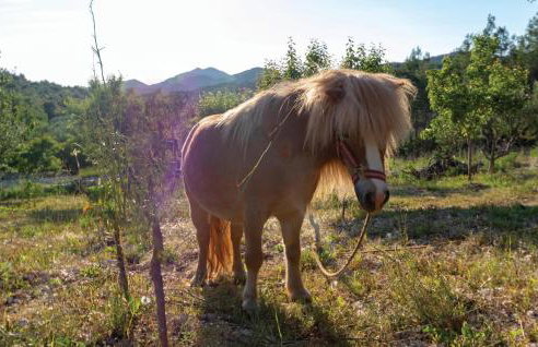 Pet Friendly Home In Cara - Photo 8