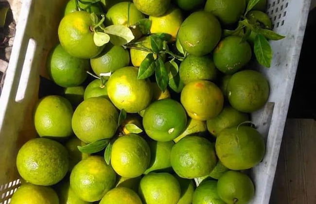 Berkey's Jungle Paradise - Photo 62