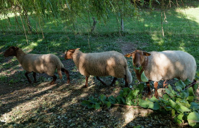 Sprimont Sauna & Garden Stay - Foto 37