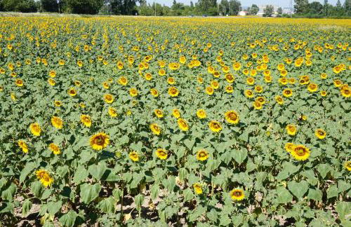 Villa La Marpierre - Foto 42