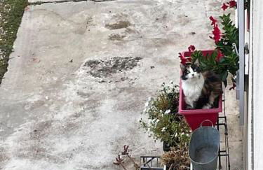 Charmant 110m2 avec jardin privé - Foto 15