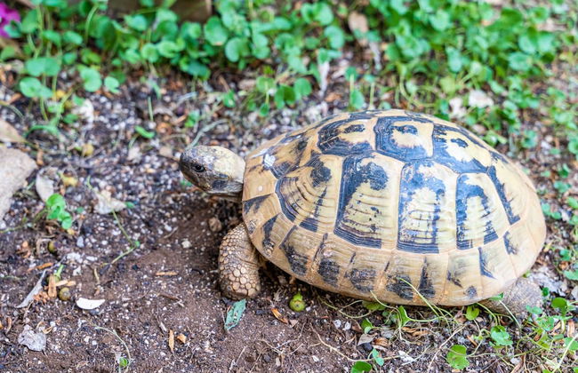 Apartment Matej - Foto 25