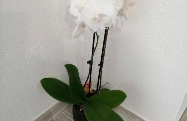 Apartment Lijana sea view - Photo 22