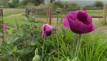 Pencastell Views Pod With Stunning Views - Foto 4