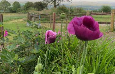 Pencastell Views Pod With Stunning Views - Foto 4