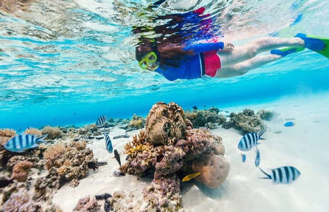 Snorkeling compartilhado de dia inteiro nas Ilhas Hamata saindo de Marsa Alam - Foto 14