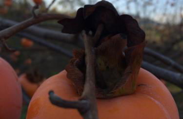 Agriturismo 7 Colonne - Foto 71