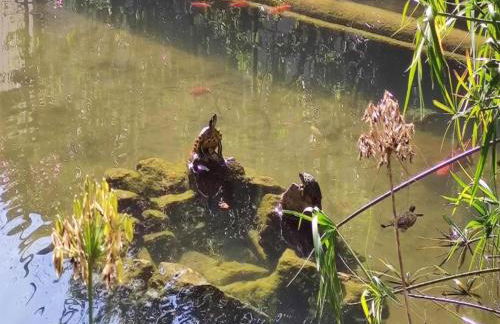 Pine-shaded Getaway w/ Pool - Foto 66