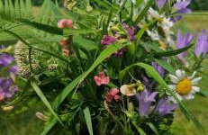 Kaczmarówka - Foto 11