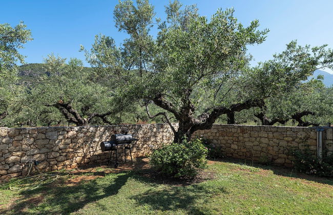 Liodentra - Photo 64