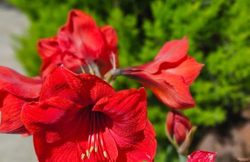 Lora Apartments & Studios with Balcony in Ipsos Corfu - Photo 31