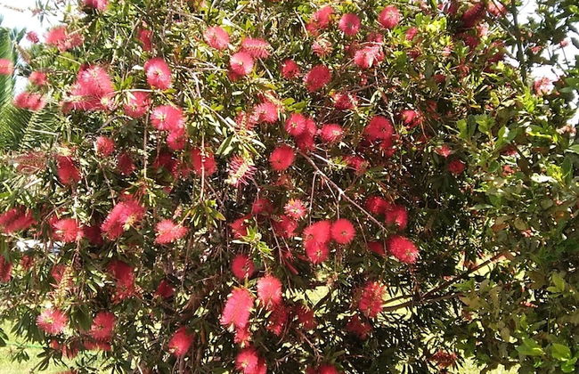 Villa Serenity House of an Elegant Immaculate Luxury Authentic Relaxing Space - Foto 71