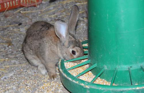 Agriturismo La Casa di Bacco - Foto 47