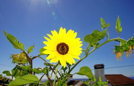 Casa Do Avô Faidoca # PICO HOLIDAY RENTALS - Photo 62