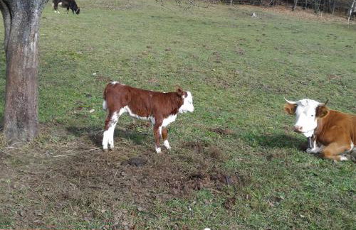 Baita Figliezzi - Foto 48