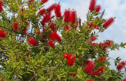 Villa Omega Kefalonia - Foto 28